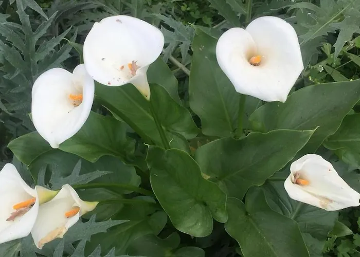 Historic 600 Years Old Beautifully Renovated Olive Mill House Holiday home *