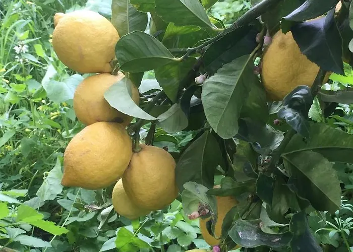 別荘 Historic 600 Years Old Beautifully Renovated Olive Mill House