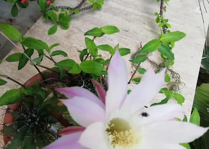 Historic 600 Years Old Beautifully Renovated Olive Mill House