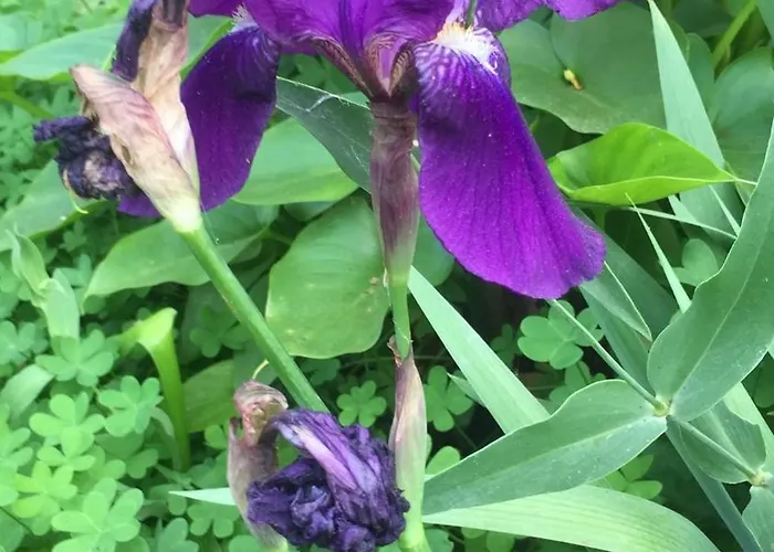 Historic 600 Years Old Beautifully Renovated Olive Mill House Vakantiehuis Meniko